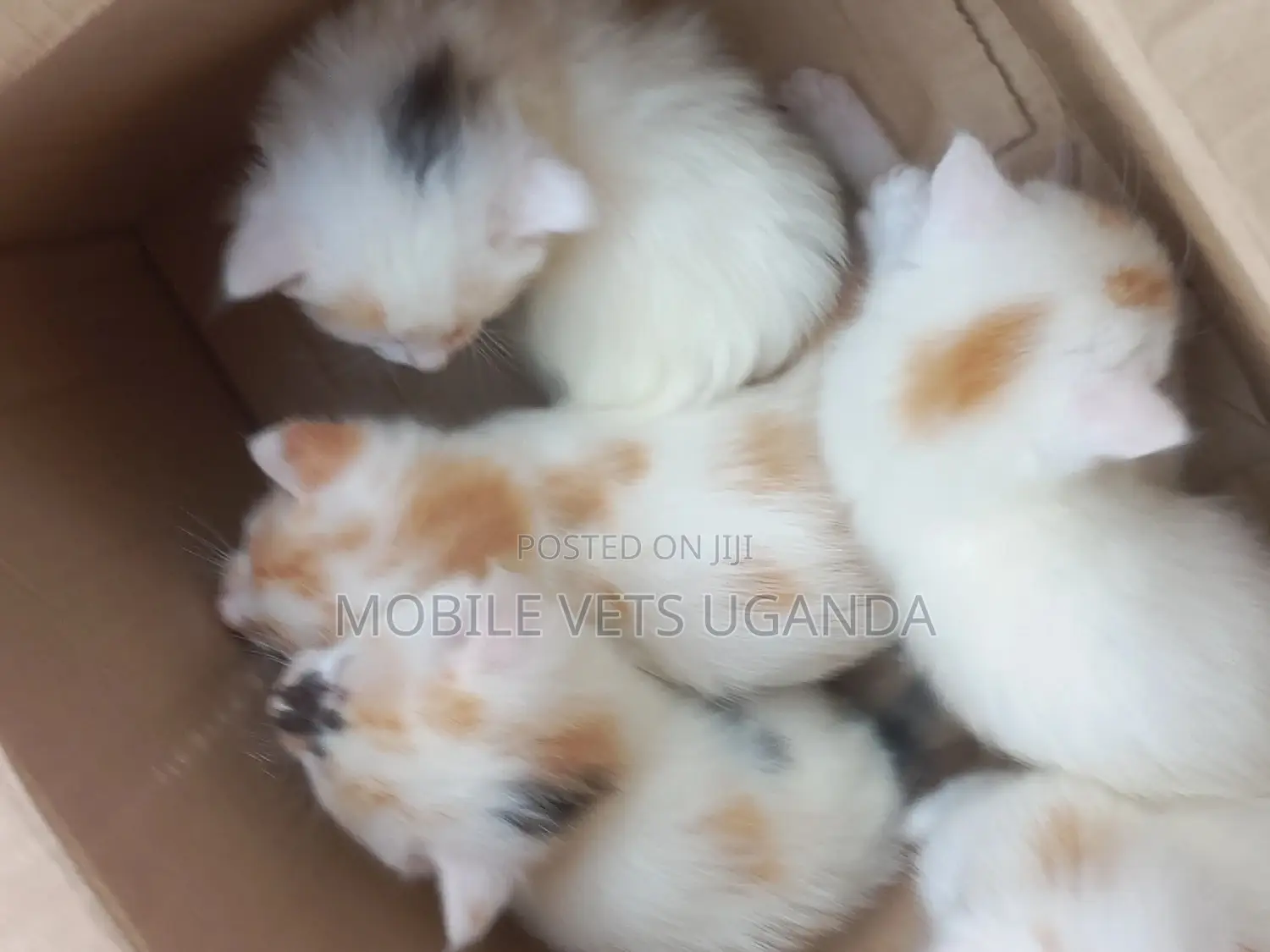 0-1 month Male Purebred Exotic