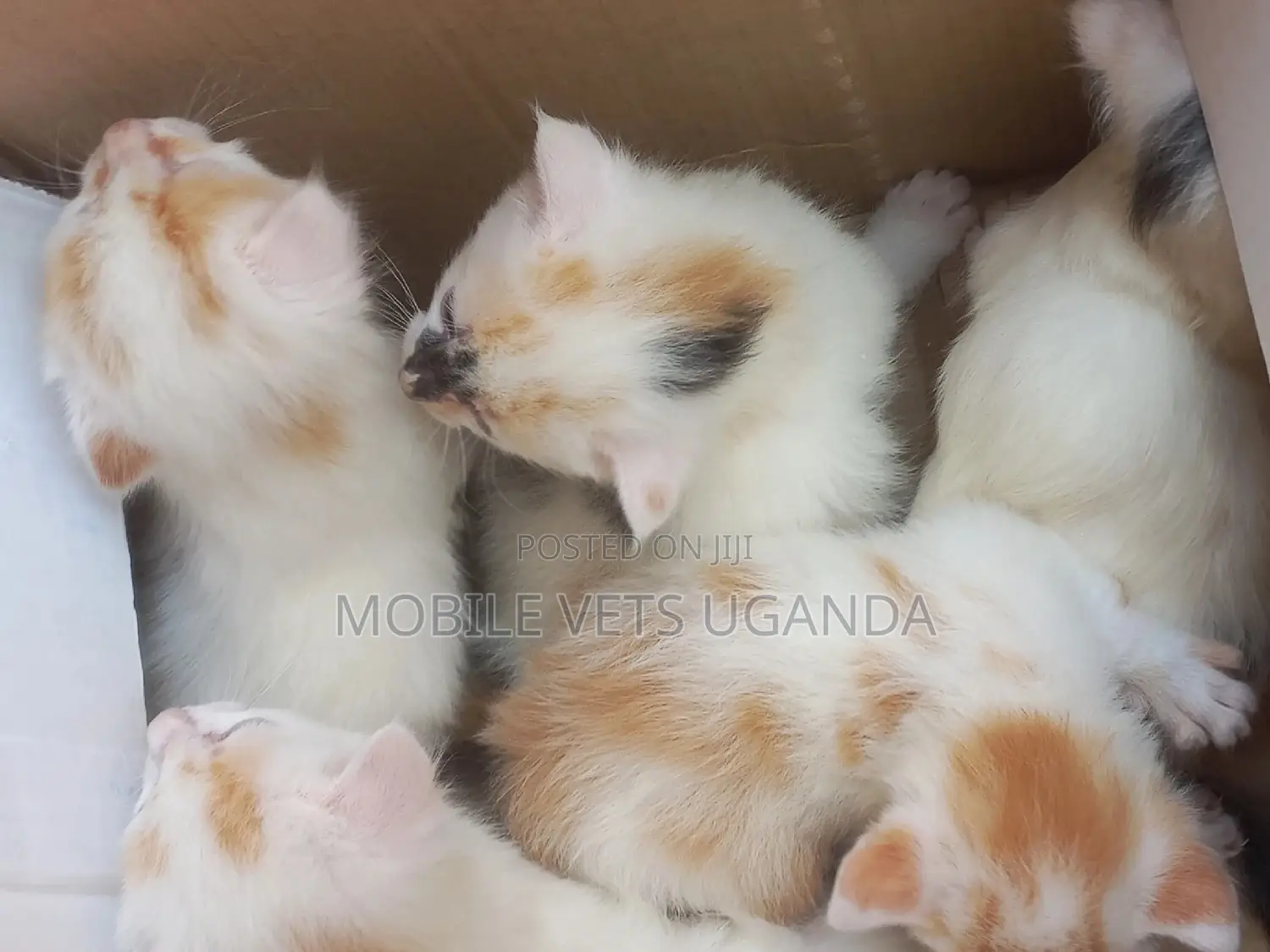3-6 months Female Purebred Birman