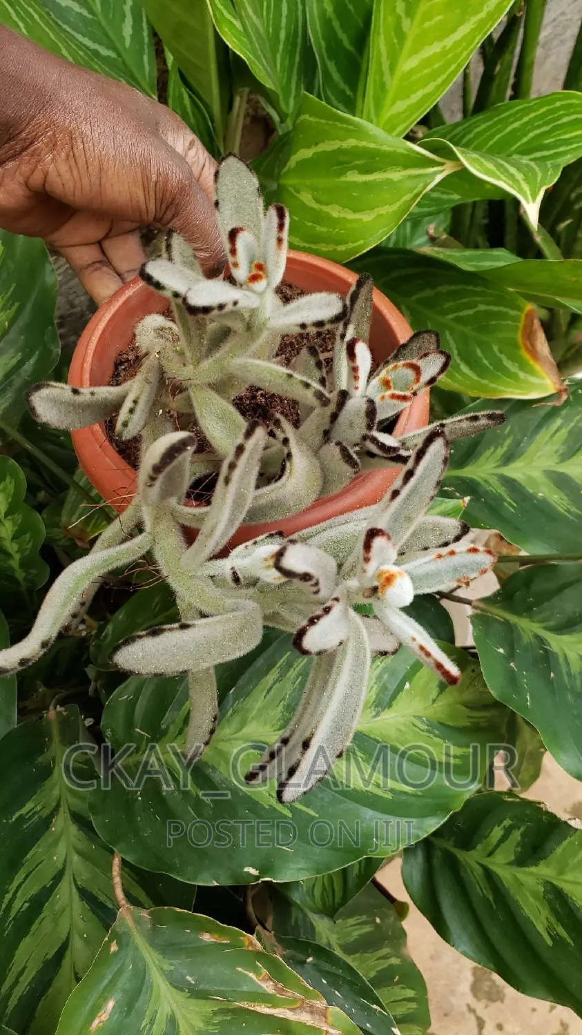 Indoor Potted Classy Plants.
