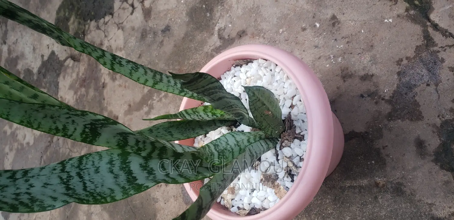 Indoor and Outdoor Potted Plants