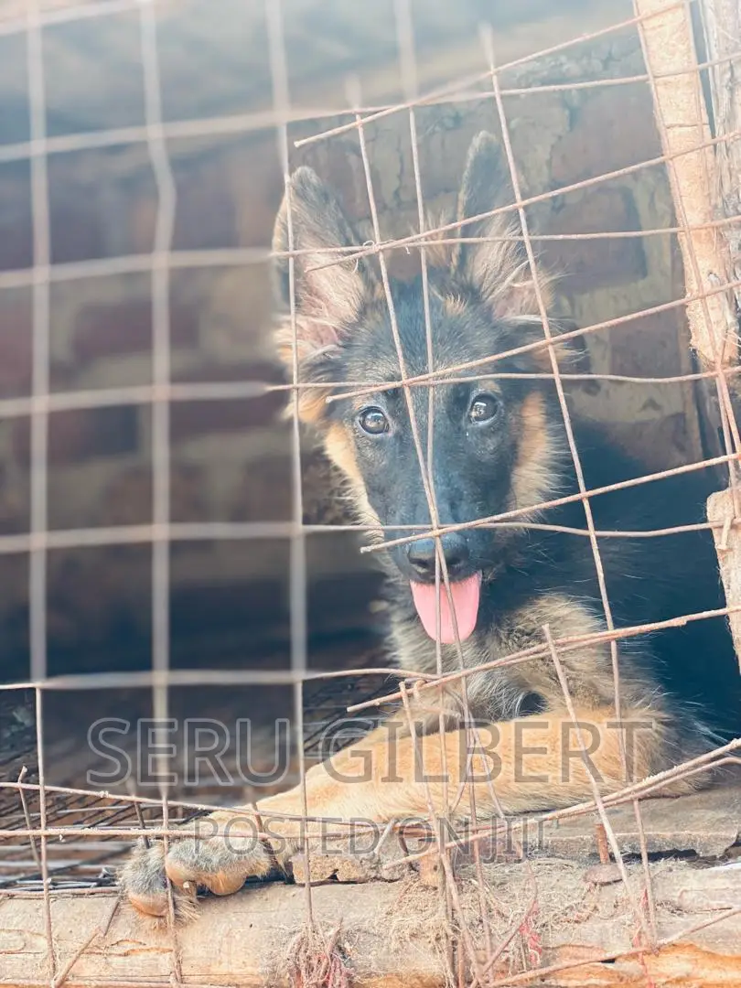 0-1 month Female Purebred German Shepherd