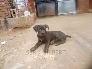 3-6 months Female Purebred Boerboel