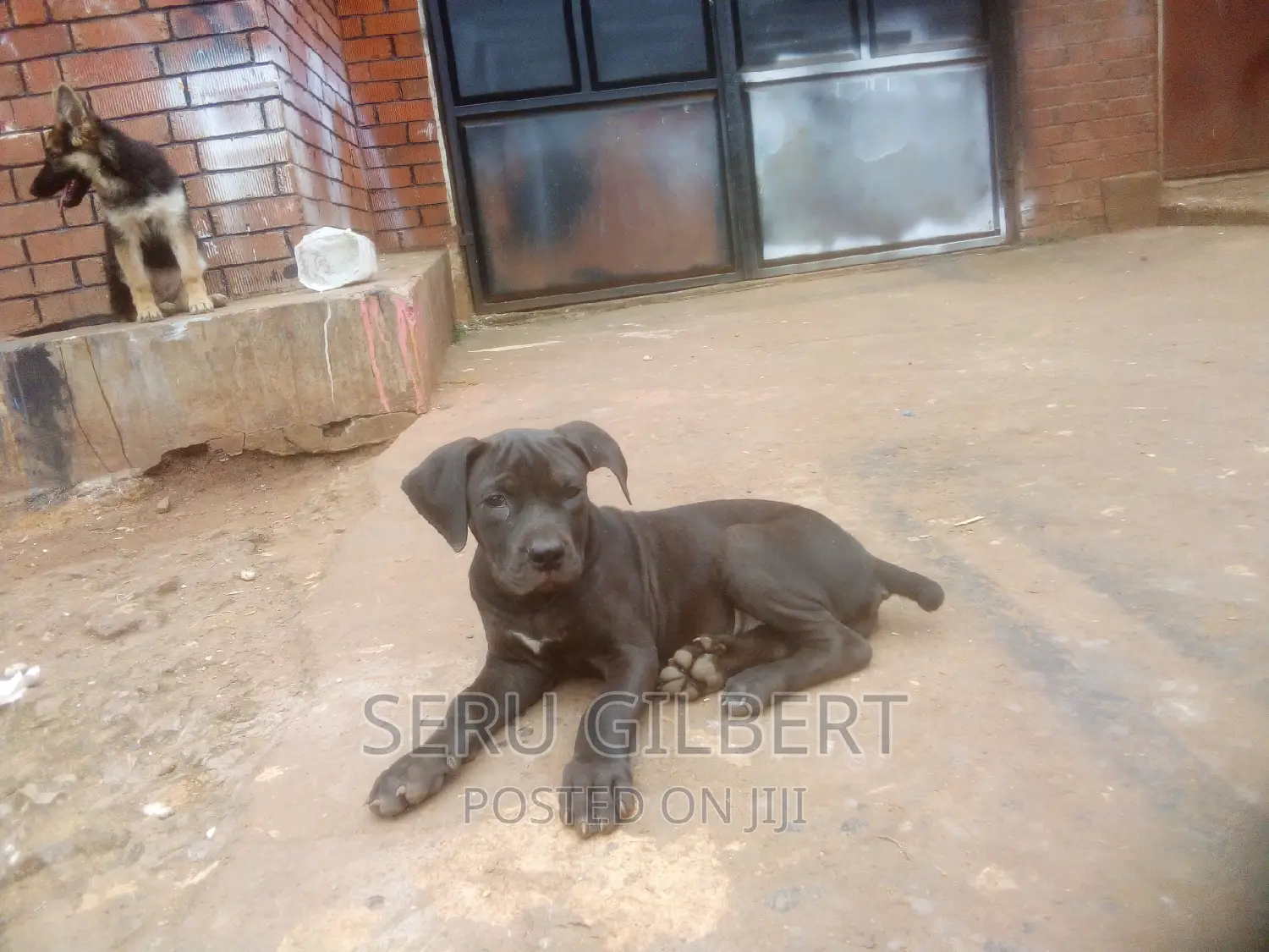 1-3 months Female Purebred Boerboel