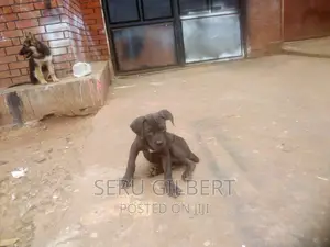 3-6 months Female Purebred Boerboel