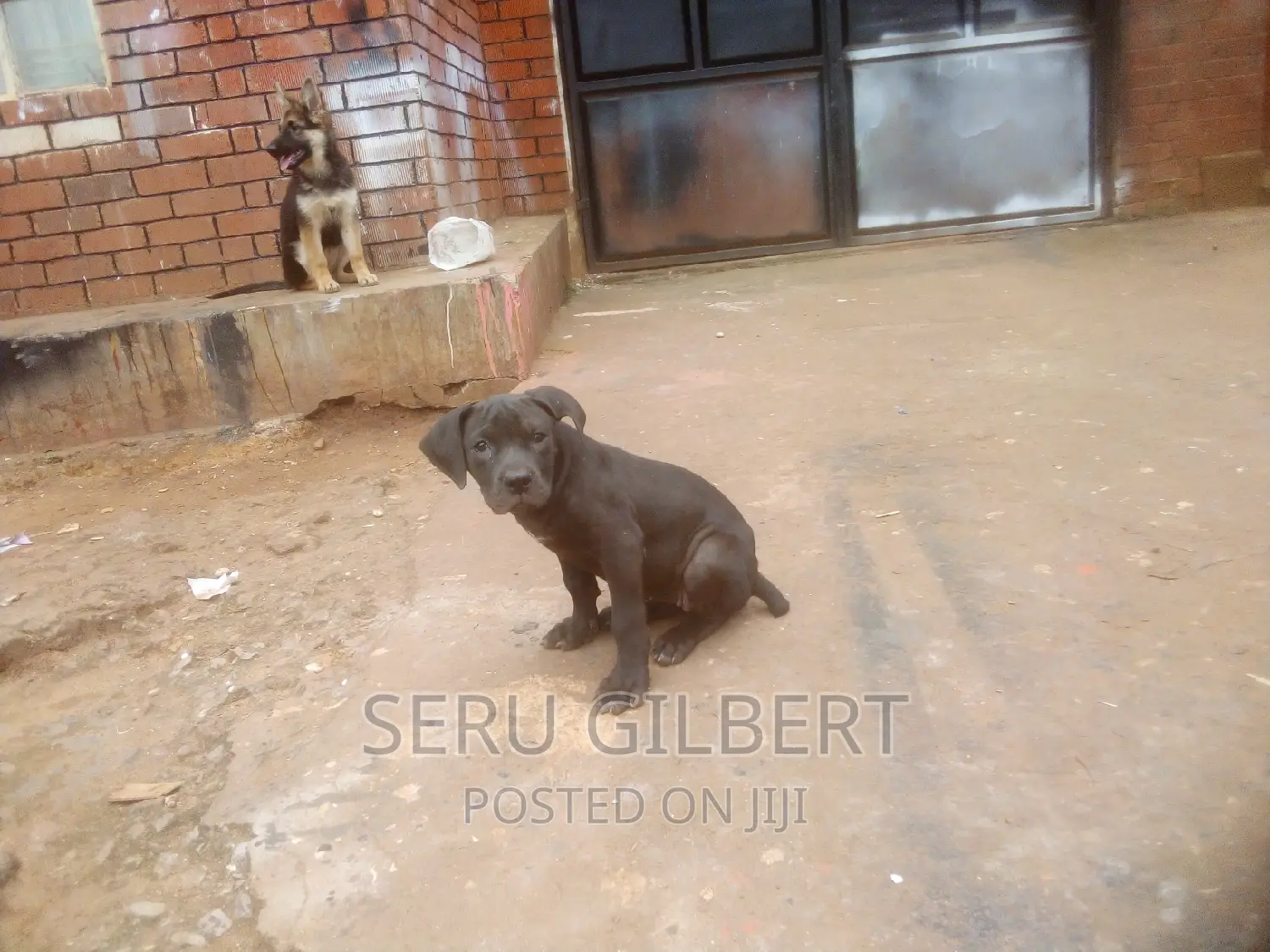1-3 months Female Purebred Boerboel