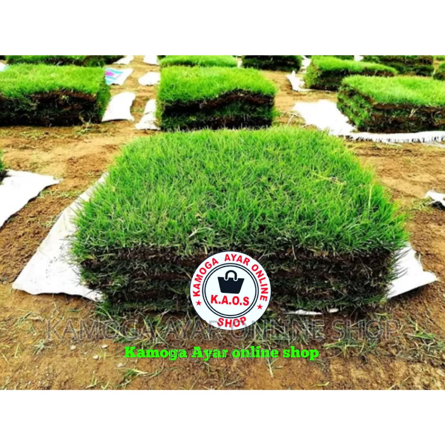 Hybrid Natural Carpet Paspalum Grass Lawn (Zimbabwe Grass)