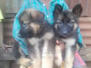 1-3 months Male Purebred German Shepherd
