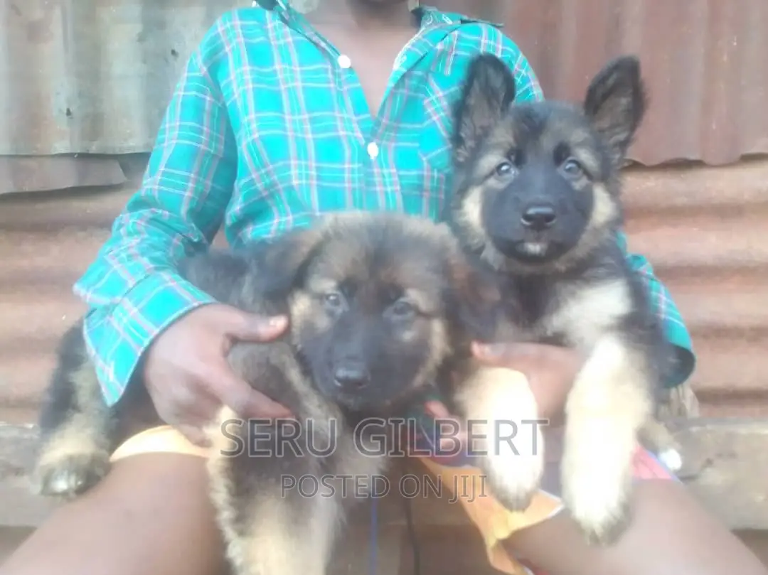 1-3 months Male Purebred German Shepherd