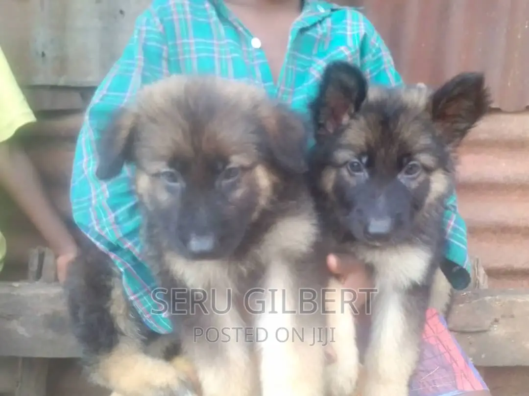 1-3 months Female Purebred German Shepherd