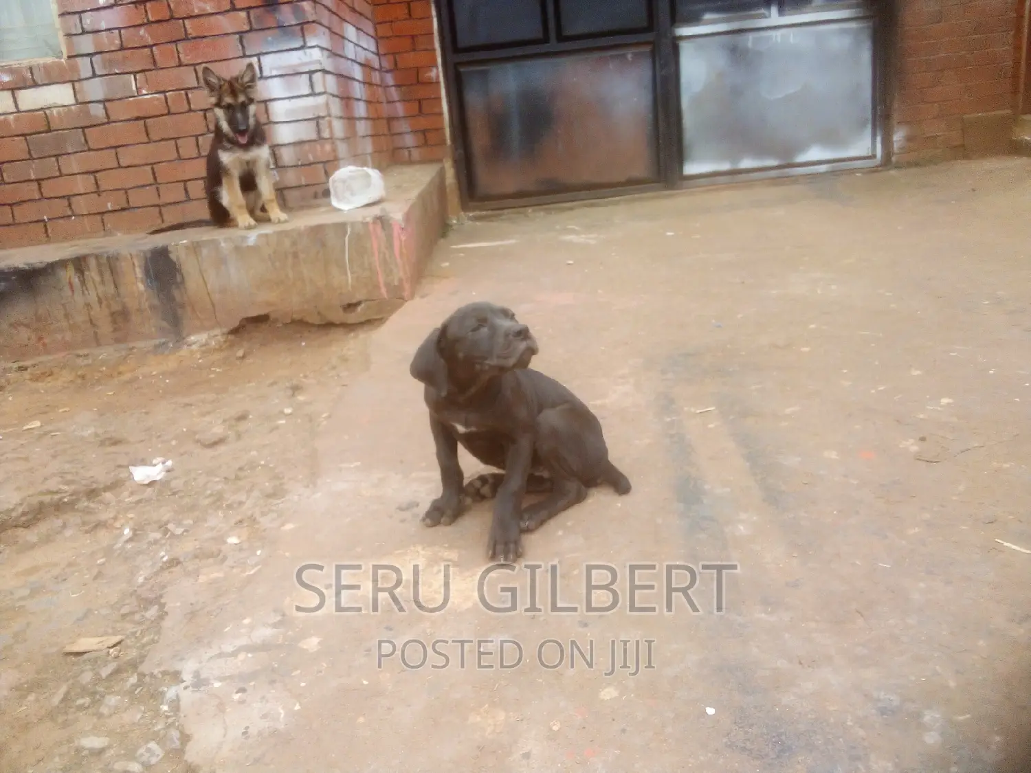 3-6 months Male Purebred Boerboel