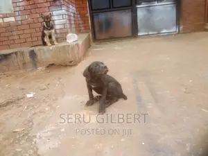 3-6 months Male Purebred Boerboel