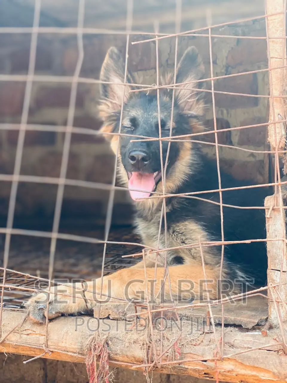 3-6 months Female Purebred German Shepherd