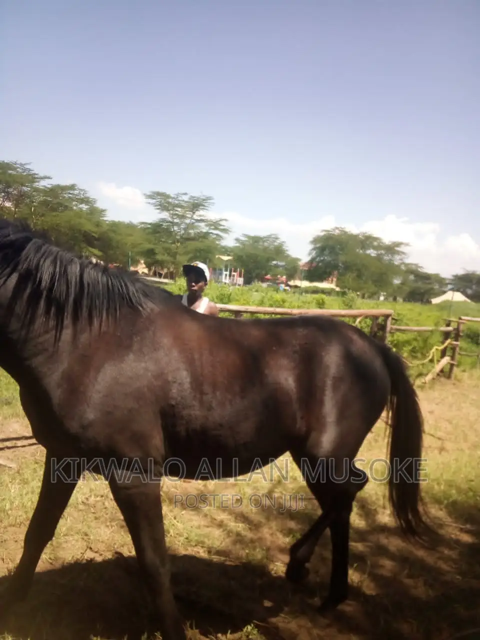 Horses for Sale. Ponnys, Stallion, Mare and Gilding.