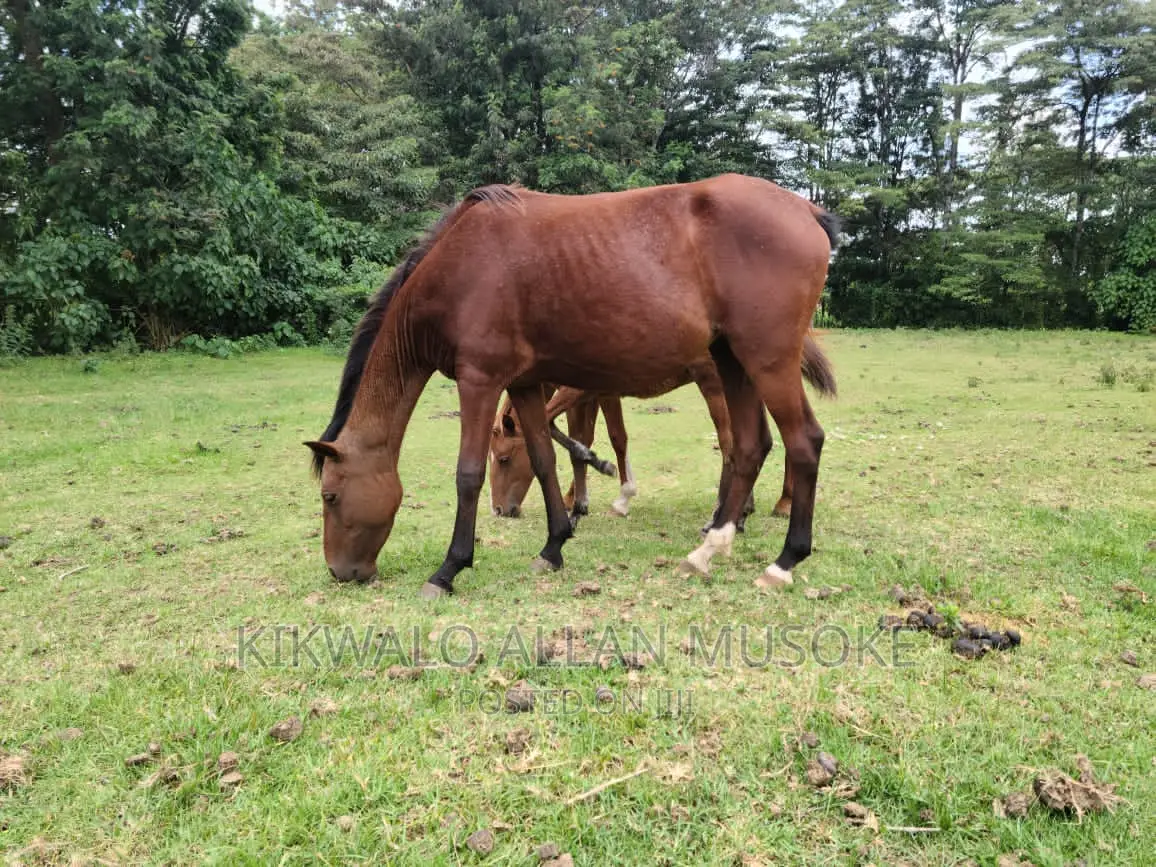 Horses for Sale. Ponnys, Stallion, Mare and Gilding.