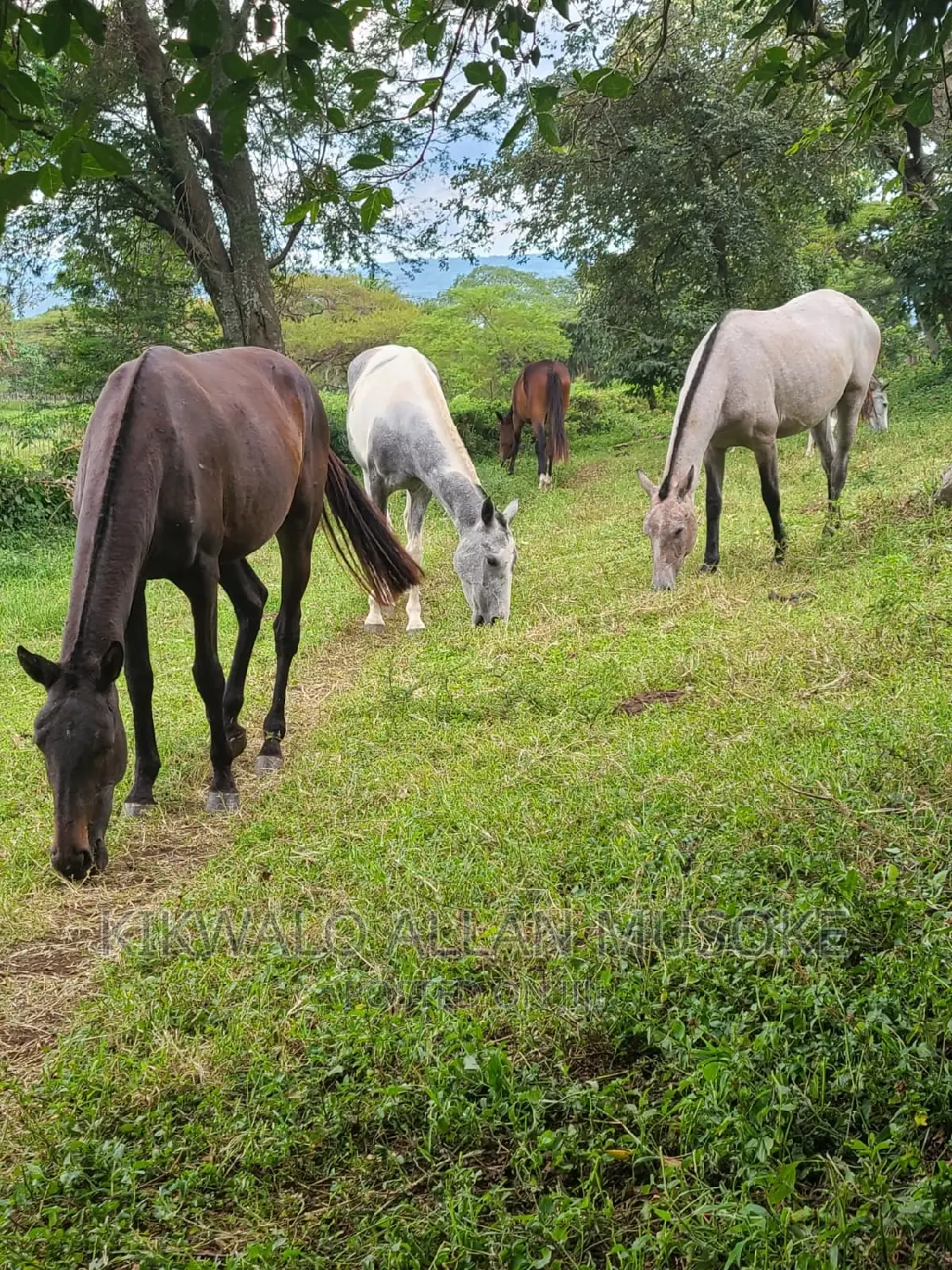 Horses for Sale. Ponnys, Stallion, Mare and Gilding.
