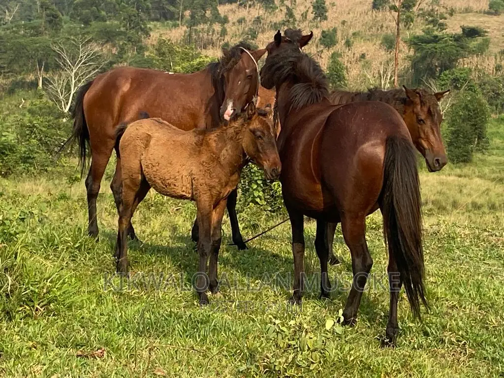 Horses for Sale. Ponnys, Stallion, Mare and Gilding.