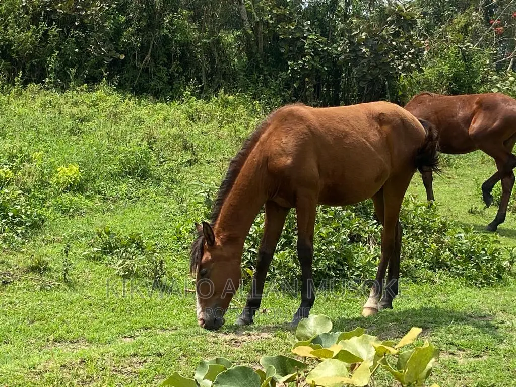 Horses for Sale. Ponnys, Stallion, Mare and Gilding.