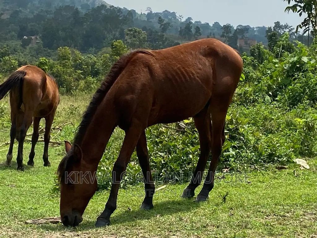 Horses for Sale. Ponnys, Stallion, Mare and Gilding.