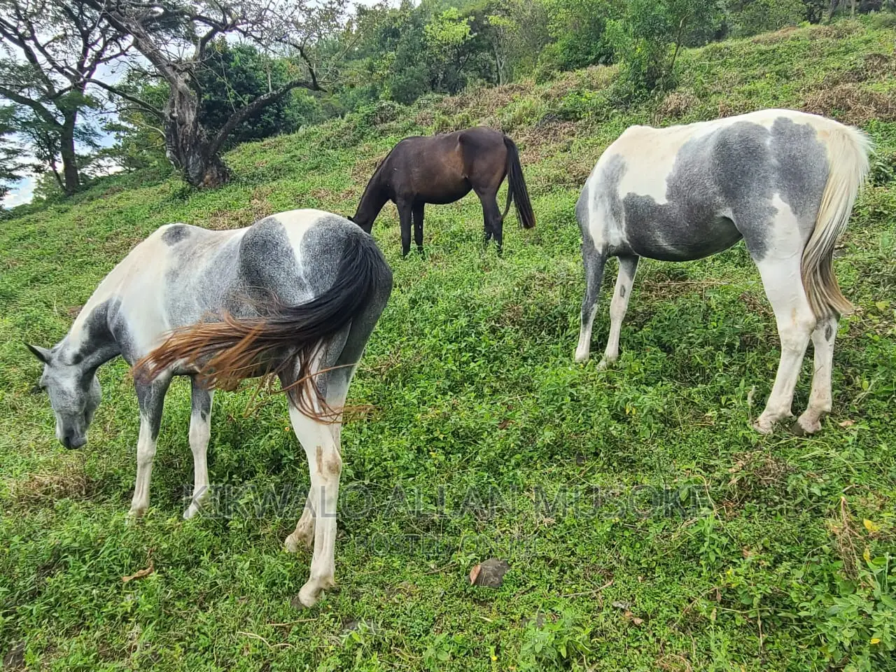 Horses for Sale. Ponnys, Stallion, Mare and Gilding.