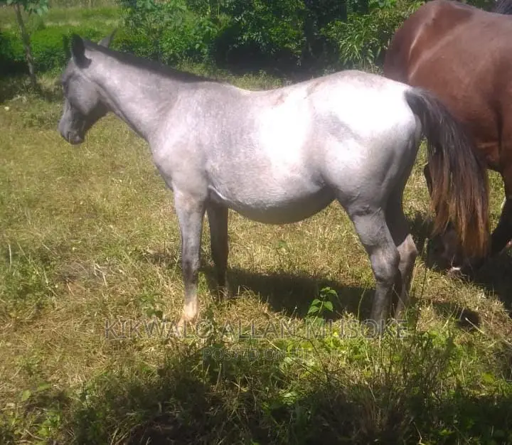 Horses for Sale. Ponnys, Stallion, Mare and Gilding.
