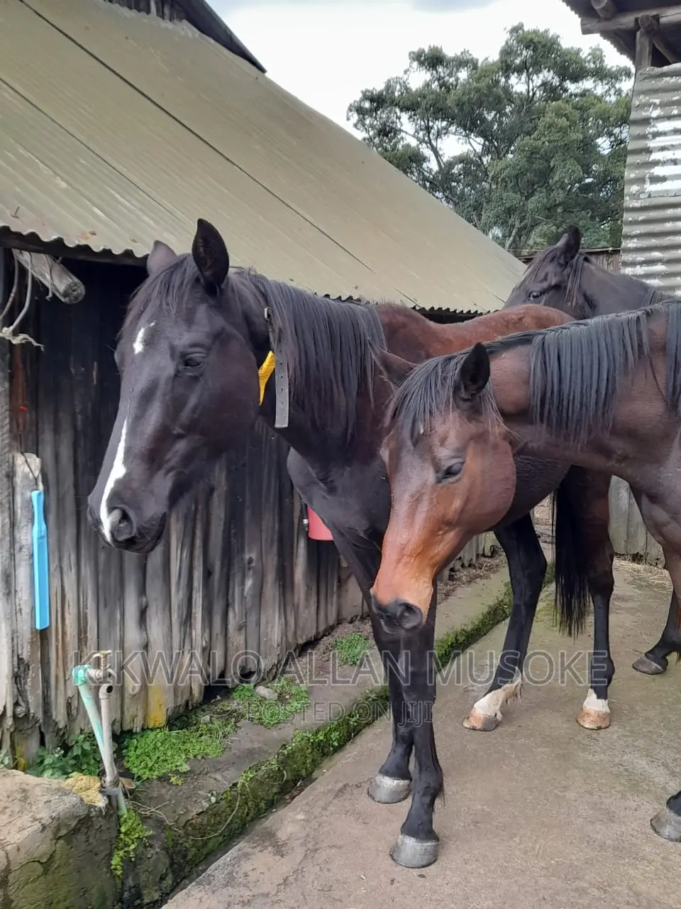 Horses for Sale. Ponnys, Stallion, Mare and Gilding.
