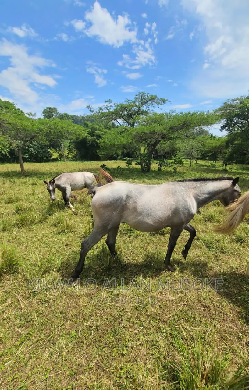 Horses for Sale. Ponnys, Stallion, Mare and Gilding.