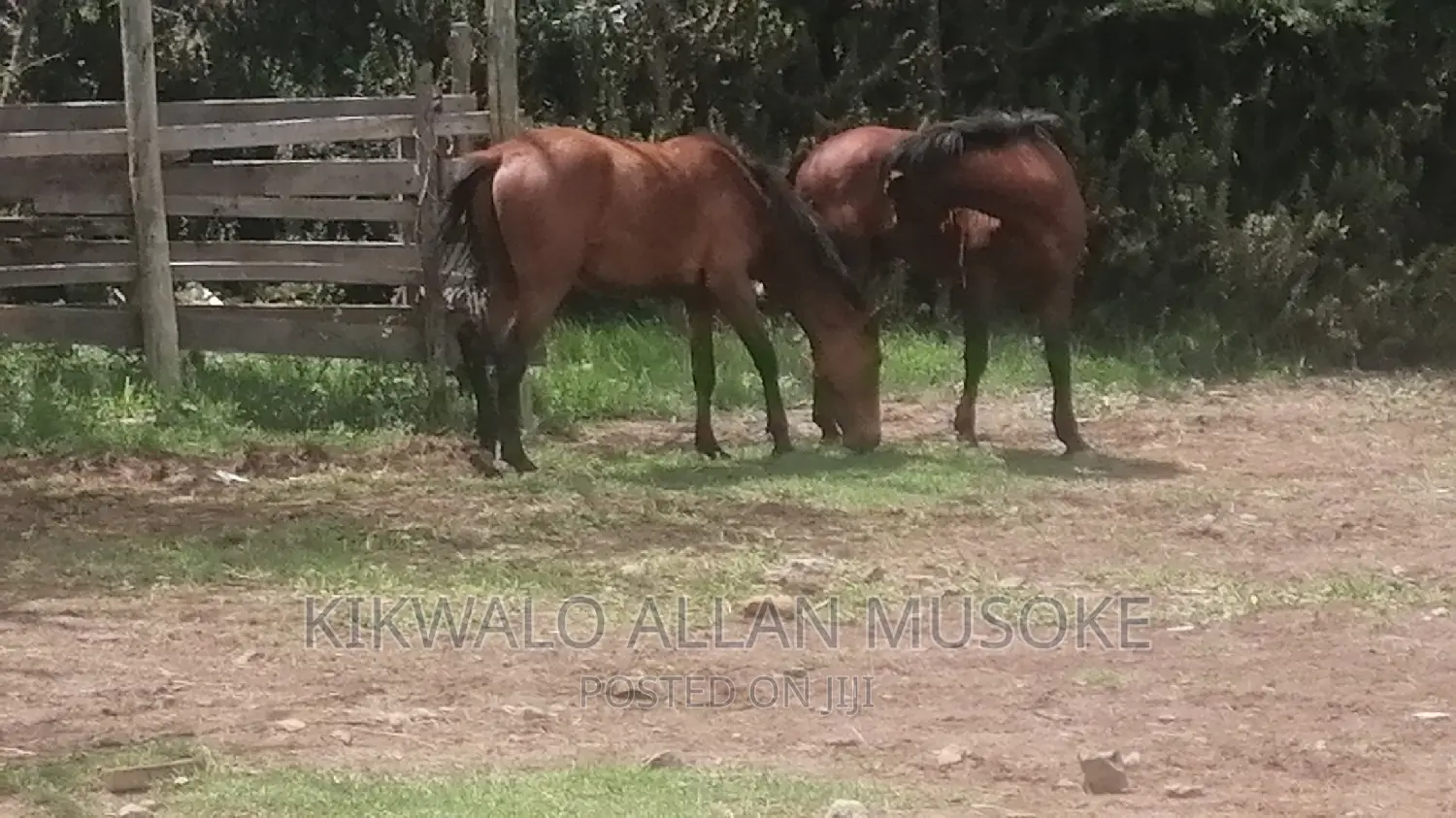 Horses for Sale. Ponnys, Stallion, Mare and Gilding.