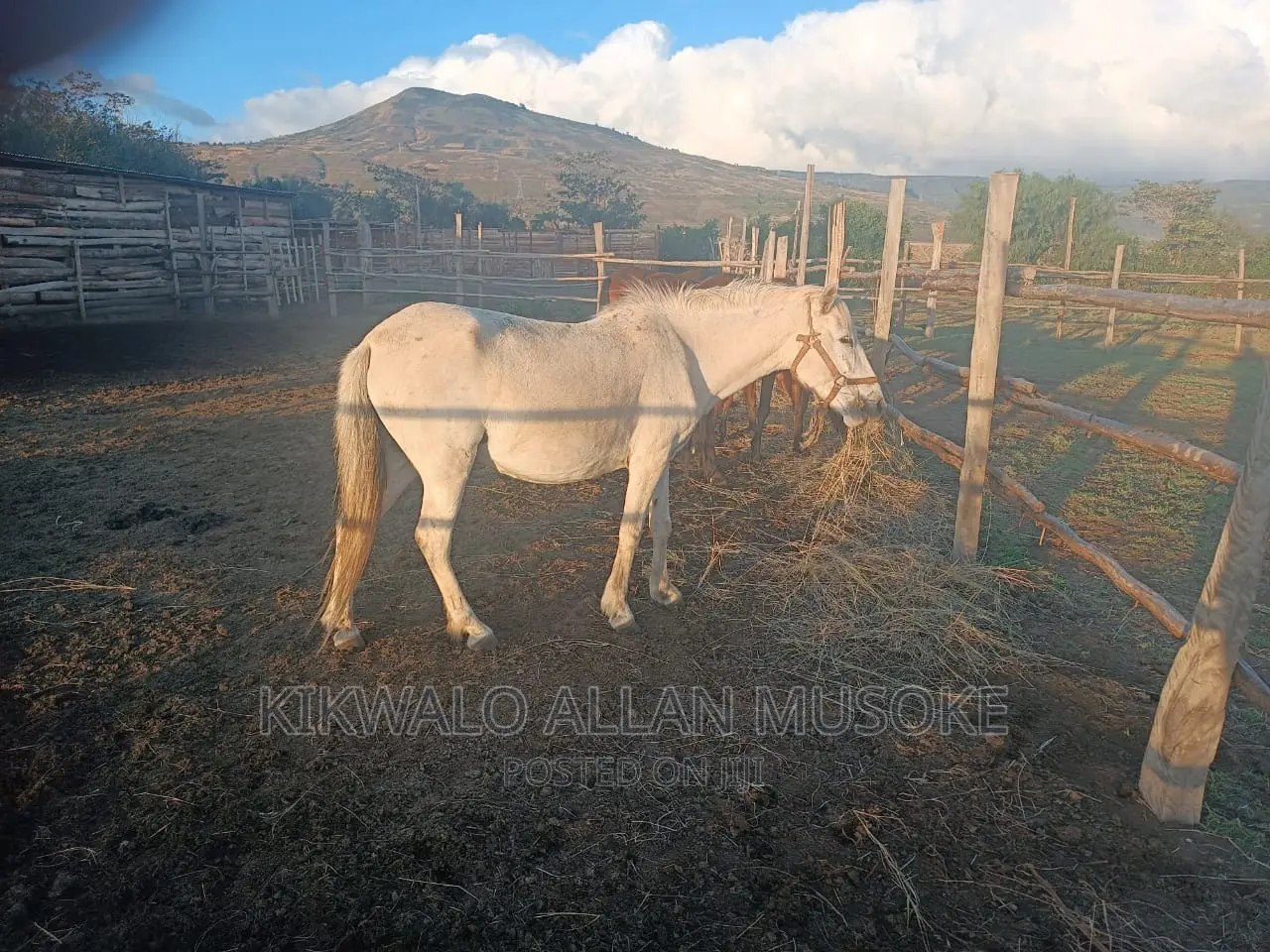 Horses for Sale. Ponnys, Stallion, Mare and Gilding.