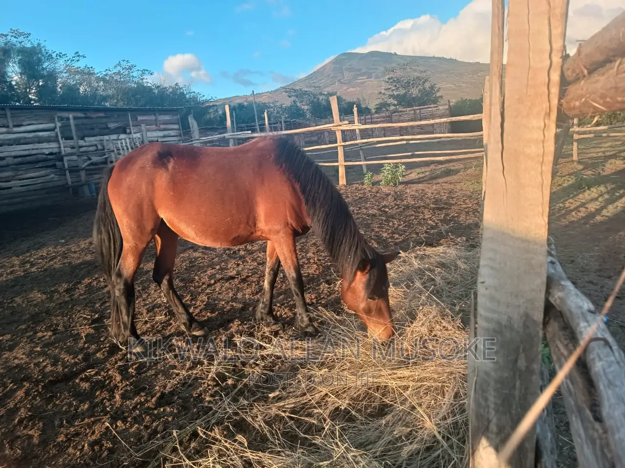 Horses for Sale. Ponnys, Stallion, Mare and Gilding.