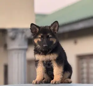 1-3 months Male Purebred German Shepherd
