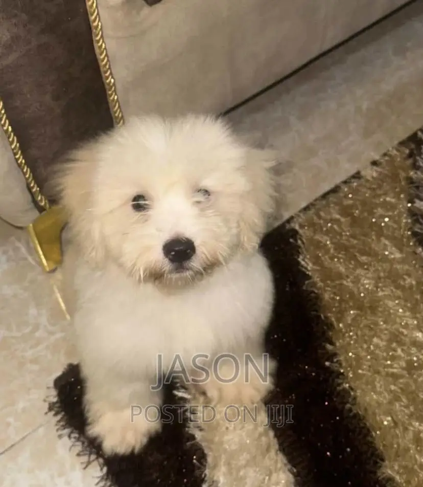 3-6 months Male Purebred Maltese
