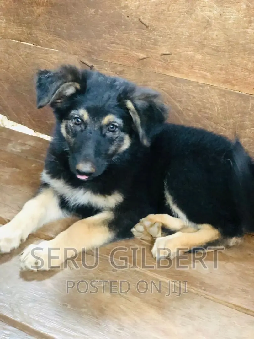 3-6 months Female Purebred German Shepherd