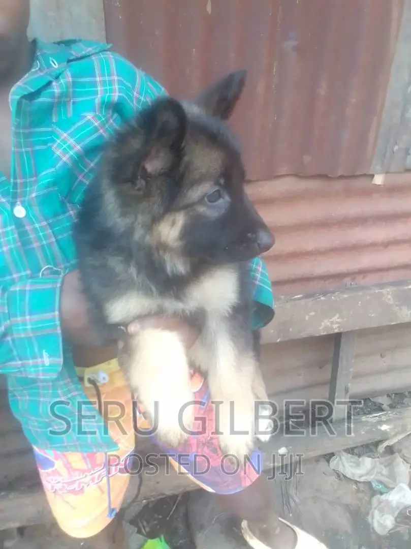 1-3 months Female Purebred German Shepherd
