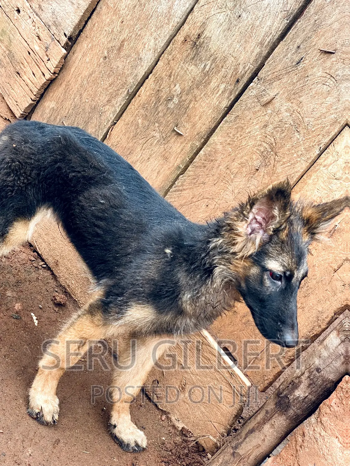 1-3 months Female Purebred German Shepherd