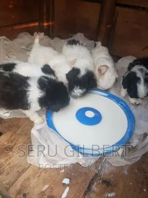 3-6 months Female Purebred Maltese