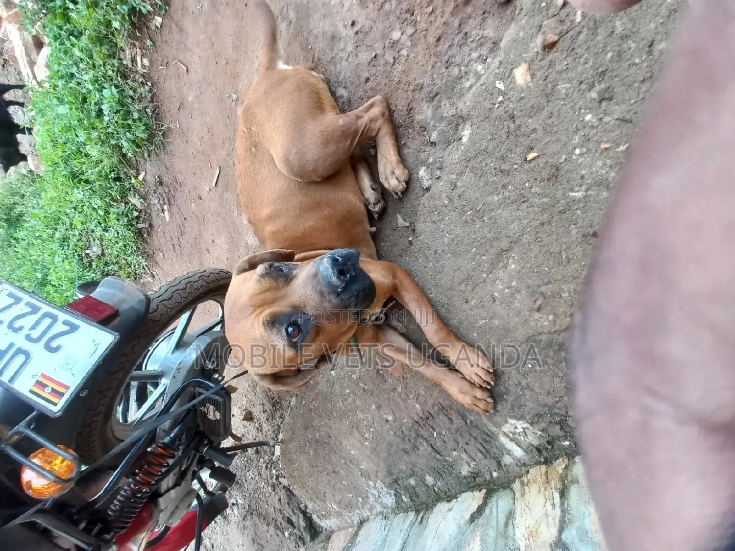 3-6 months Male Purebred Boerboel