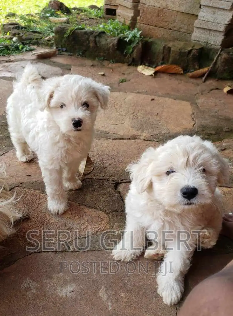 1-3 months Male Purebred Maltese