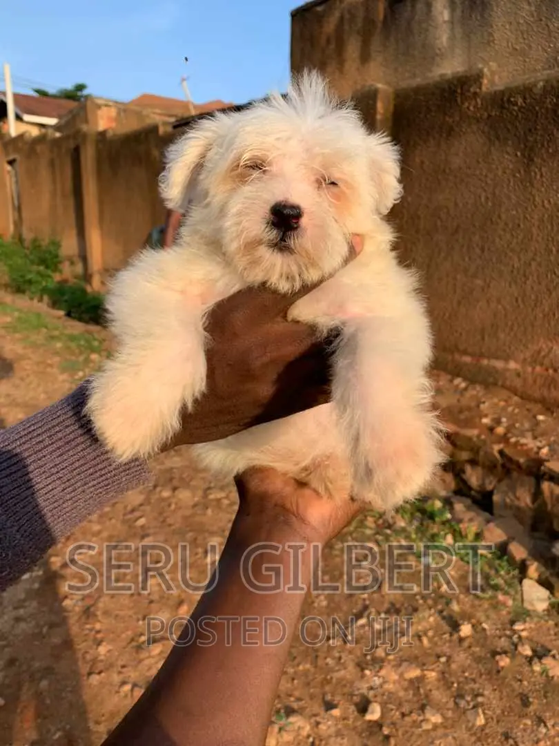 3-6 months Male Purebred Maltese