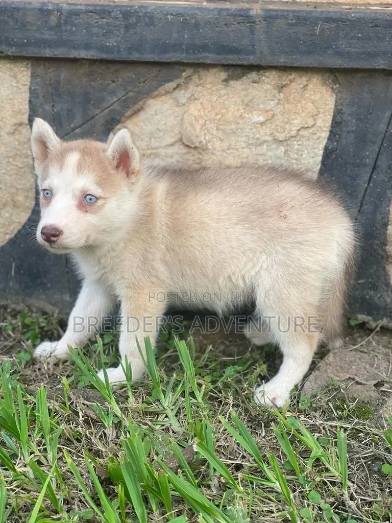 1-3 months Male Purebred Siberian Husky