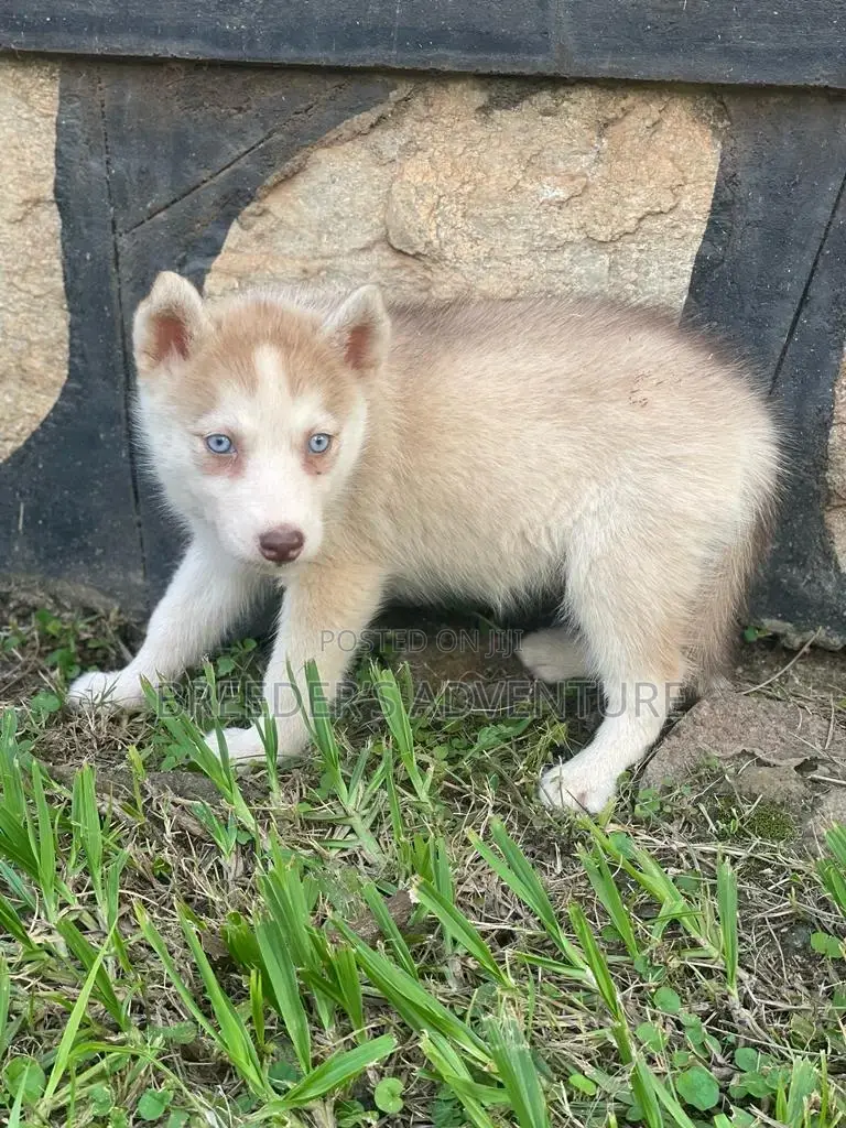 1-3 months Male Purebred Siberian Husky