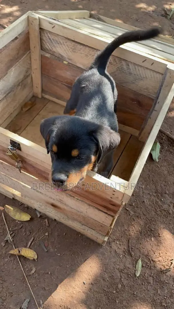 3-6 months Male Purebred Rottweiler