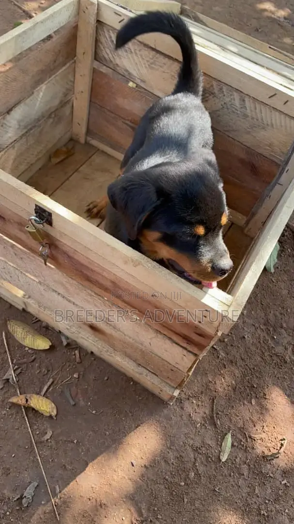 3-6 months Male Purebred Rottweiler