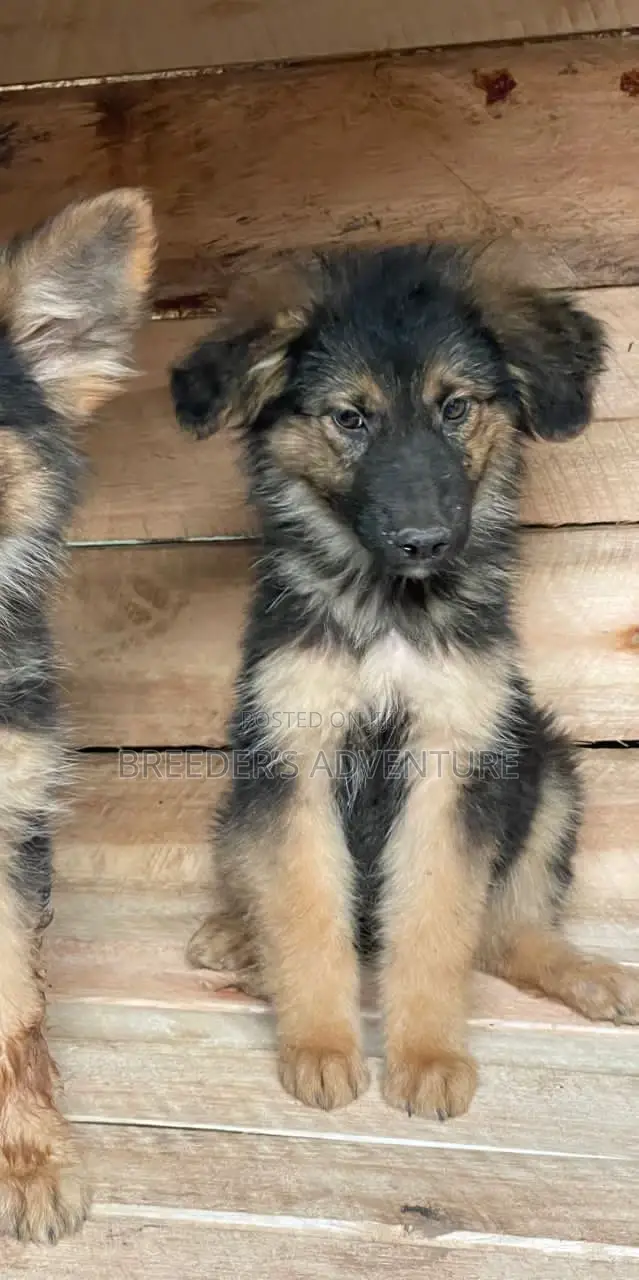 1-3 months Male Purebred German Shepherd