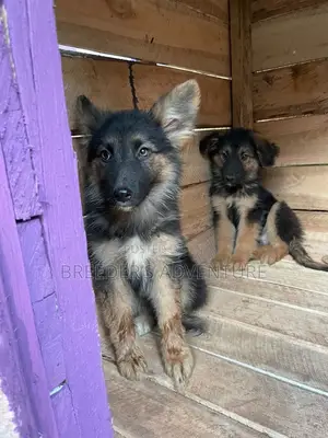 1-3 months Male Purebred German Shepherd