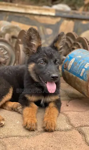 3-6 months Male Purebred German Shepherd