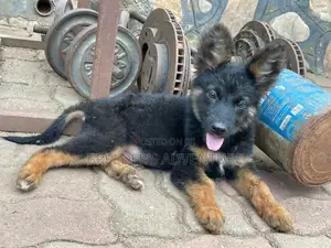 3-6 months Male Purebred German Shepherd