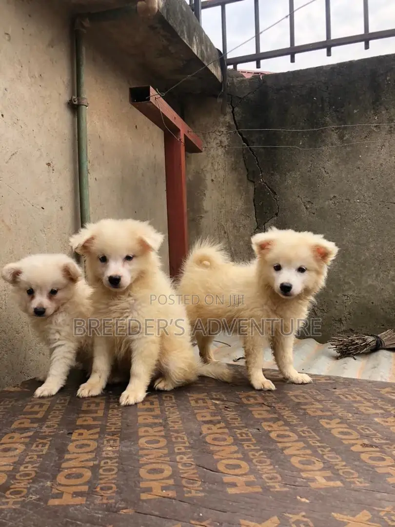 1-3 months Male Purebred Japanese Spitz
