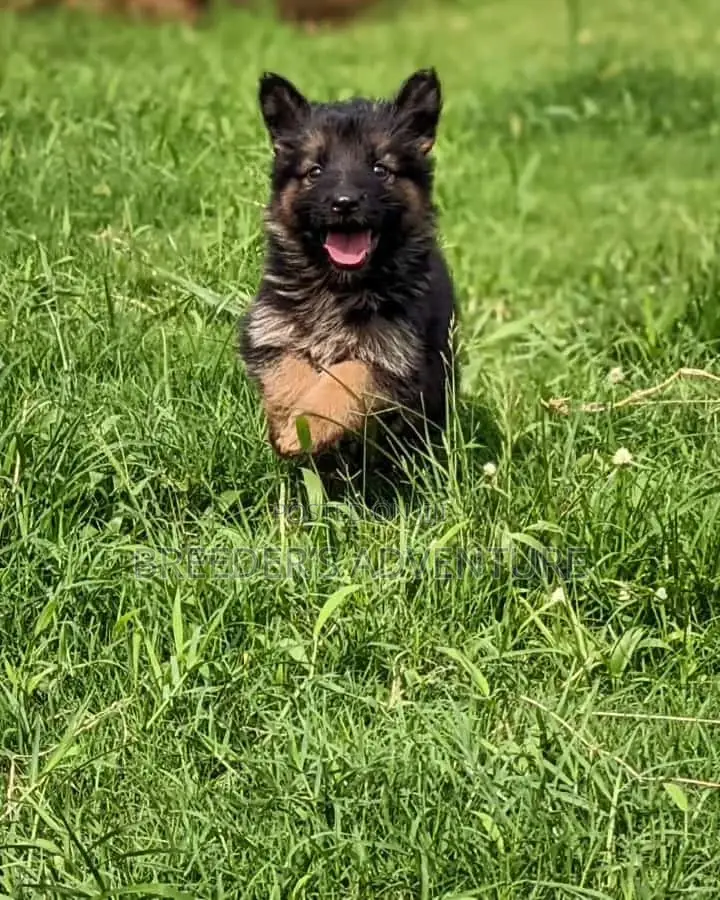 1-3 months Male Purebred German Shepherd