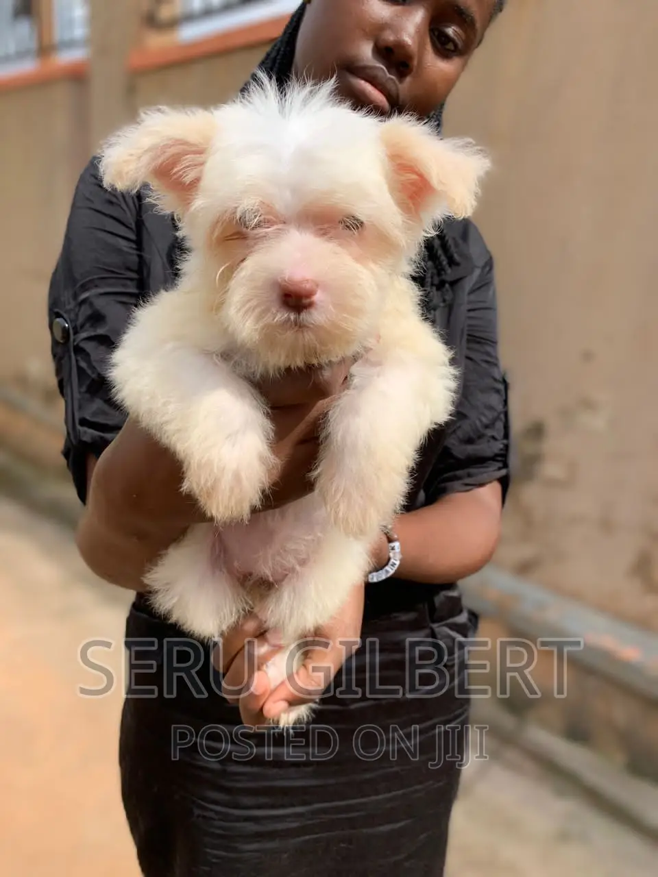 1-3 months Male Purebred Maltese