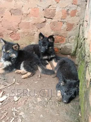 1-3 months Male Purebred German Shepherd